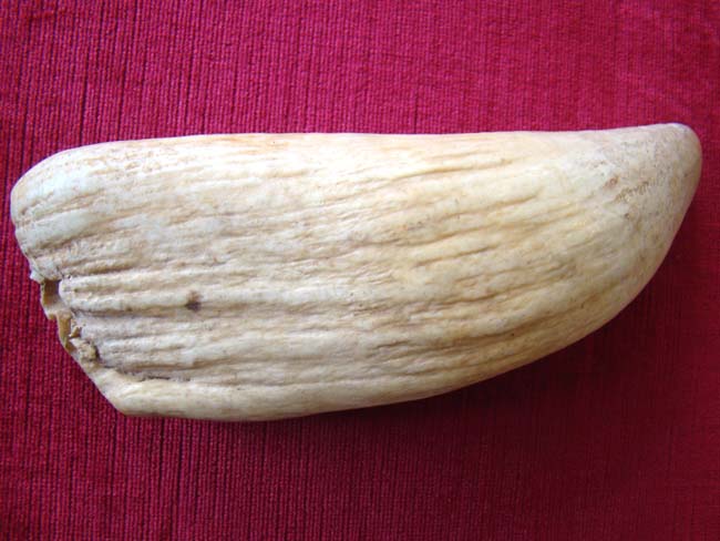 A RARELY seen large 19th century whale's tooth over 9" long and weighing more than 2 pounds — image 2
